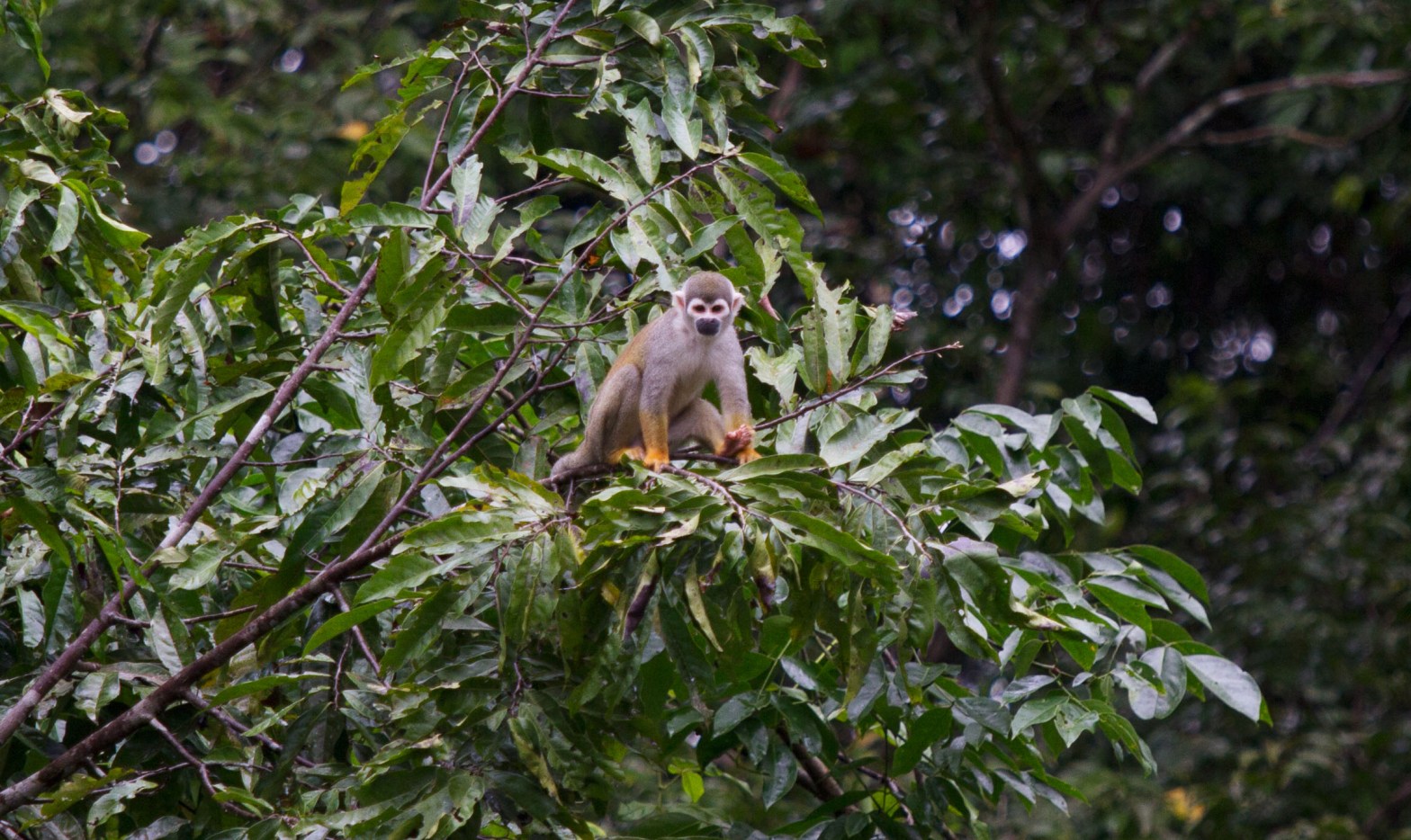 ‘Biologists were not part of the crime food chain’: why Ecuador’s scientists are facing violence, threats and kidnapping (The&nbsp;Guardian)