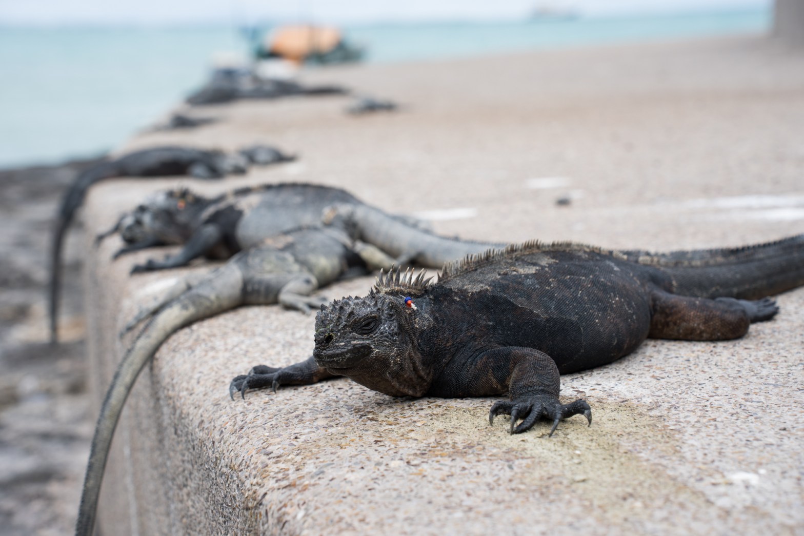 The problem with people: how more tourists and a growing population are taking their toll on the Galápagos islands (The&nbsp;Guardian)